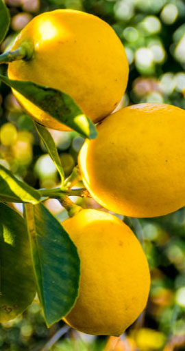 lemonss